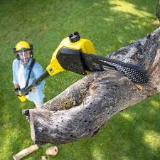 Professional Tree Removal and Landscaping Services in Dunnellon, FL